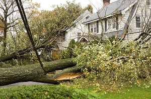 Tree on house