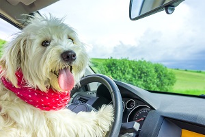Dog Driving Car